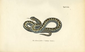 Fælles europæisk adder af J. W. Tenhaeff