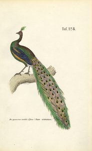 Almindelig påfugl af J. W. Tenhaeff