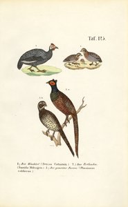 Almindelig vagtel, perlehøne med hjelm og almindelig fasan af J. W. Tenhaeff