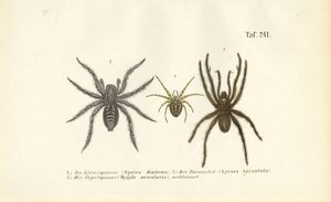 Farlige edderkoppearter af J. W. Tenhaeff