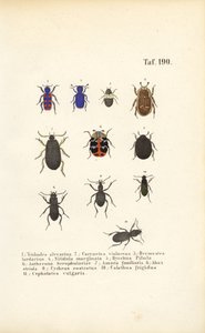 Mangfoldighed af europæiske billearter af J. W. Tenhaeff