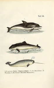 Delfiner og narhvaler af J. W. Tenhaeff
