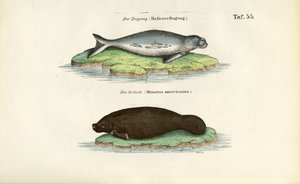 Dugong og søko af J. W. Tenhaeff