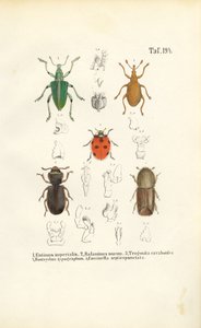 Økonomisk betydningsfulde billearter af J. W. Tenhaeff