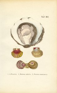 Spiselige østers og kammuslinger af J. W. Tenhaeff