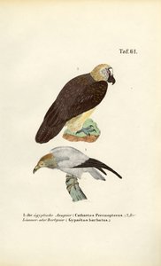 Gåsegrib og lammegrib af J. W. Tenhaeff