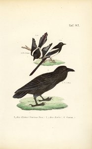 Skade og almindelig ravn af J. W. Tenhaeff