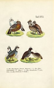 Europæiske rypearter og agerhøns af J. W. Tenhaeff