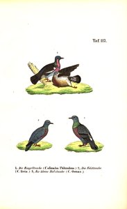 Europæiske vilde duer af J. W. Tenhaeff