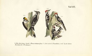 Europæiske spættearter af J. W. Tenhaeff
