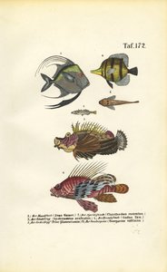 Eksotiske havfisk af J. W. Tenhaeff