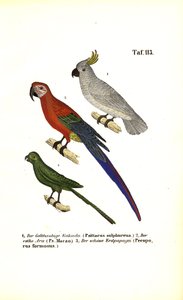 Eksotiske papegøjearter af J. W. Tenhaeff