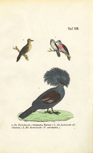 Eksotiske duearter og victoriansk krondue af J. W. Tenhaeff