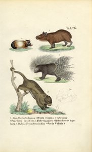 Eksotiske gnavere af J. W. Tenhaeff