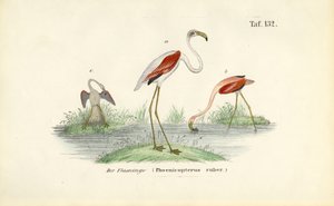 Flamingoer i vådområde af J. W. Tenhaeff