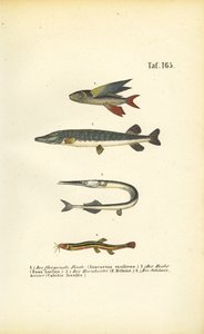 Flyvefisk, gedde og loach af J. W. Tenhaeff