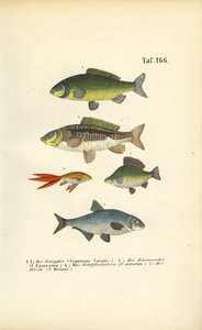 Ferskvandsfisk af karpefamilien af J. W. Tenhaeff