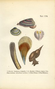 Ferskvandssnegle og muslinger i havet af J. W. Tenhaeff