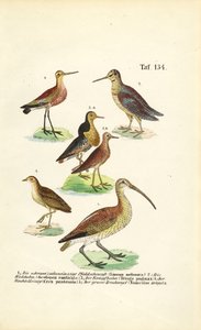 Spætmejse, brushane og storspove af J. W. Tenhaeff