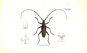 Stor Stenbuk-bille af J. W. Tenhaeff