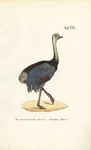 Greater Rhea af J. W. Tenhaeff