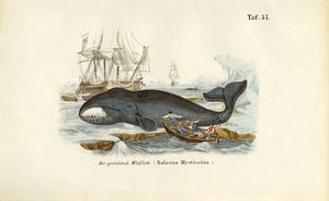 Grønlandsk hval bliver jaget af J. W. Tenhaeff