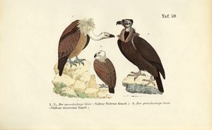 Gåsegrib og lammegrib af J. W. Tenhaeff