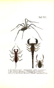 Høstmand og skorpioner af J. W. Tenhaeff