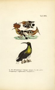Hærfugl og storslået riffelfugl af J. W. Tenhaeff