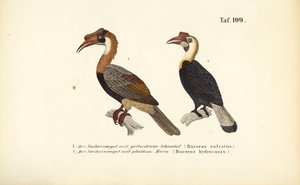 Næsehornsfugle fra Sydøstasien af J. W. Tenhaeff