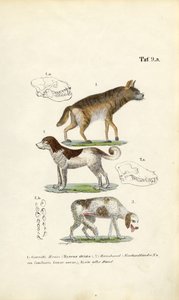 Hyæne, tamhund og gammel hund med illustrationer af kranier af J. W. Tenhaeff