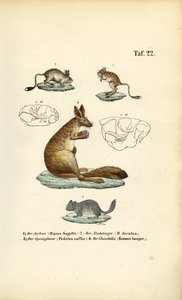 Hoppende gnavere af J. W. Tenhaeff