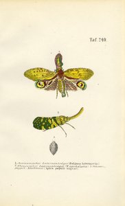 Lanternefluer og sort poppelbladlus af J. W. Tenhaeff