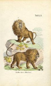 Løver i forskellige positurer af J. W. Tenhaeff