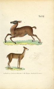 Lama og vicuña af J. W. Tenhaeff