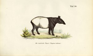 Malaysisk tapir af J. W. Tenhaeff