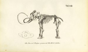 Mammut-skelet af J. W. Tenhaeff