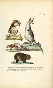 Pungdyr fra Amerika og Australien af J. W. Tenhaeff