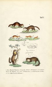 Mårart med illustration af kranium af J. W. Tenhaeff