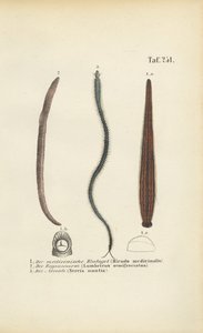 Medicinsk igle, regnorm og nereid af J. W. Tenhaeff