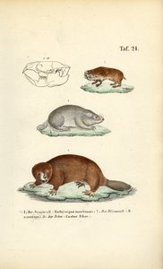 Muldvarpe og bævere af J. W. Tenhaeff