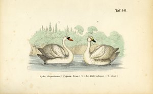Knopsvane og sangsvane af J. W. Tenhaeff