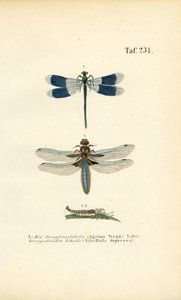 Indfødte guldsmedearter med larveudvikling af J. W. Tenhaeff