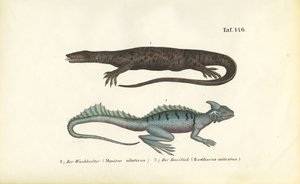 Nile Monitor og Plumed Basilisk af J. W. Tenhaeff
