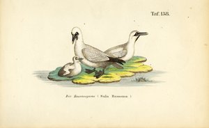 Nordsule med unge af J. W. Tenhaeff