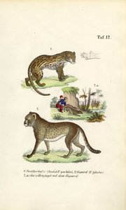 Ozelot, gepard og gepardjagt af J. W. Tenhaeff