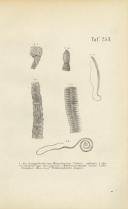 Parasitiske orme hos mennesker af J. W. Tenhaeff