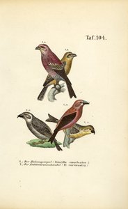 Fyrretræsnæb og rød korsnæb af J. W. Tenhaeff