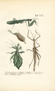 Knælere og insekter på pind af J. W. Tenhaeff