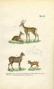 Rådyr, moskushjort og musehjort af J. W. Tenhaeff